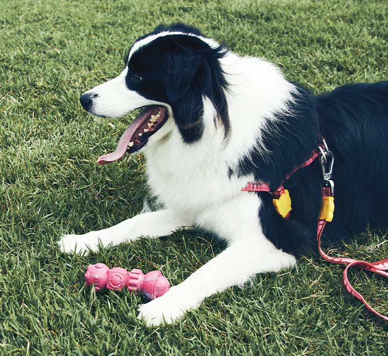 Alien Flex Space Station | Dog Toy - Image 15