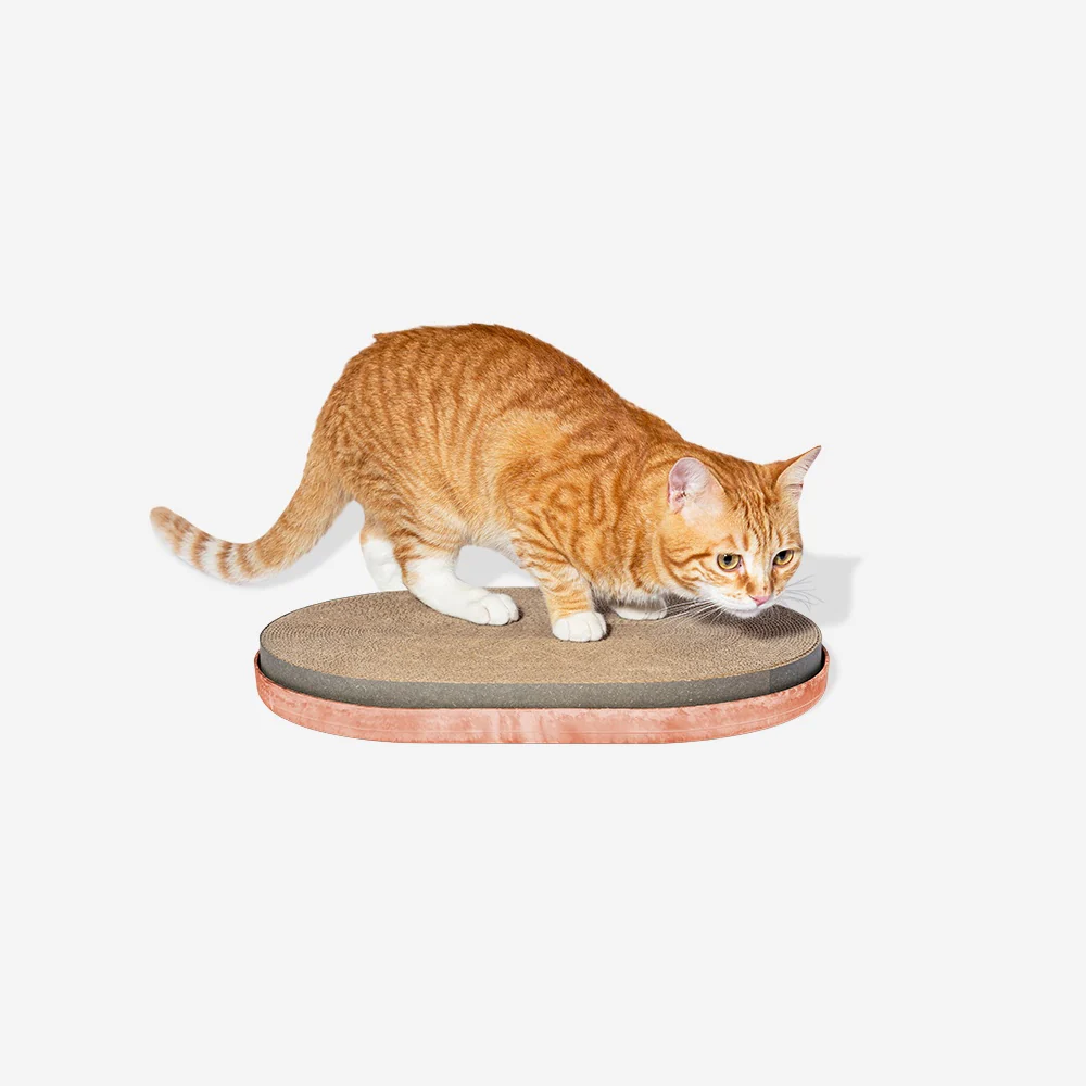 Citrus | Cat Scratcher - Image 2
