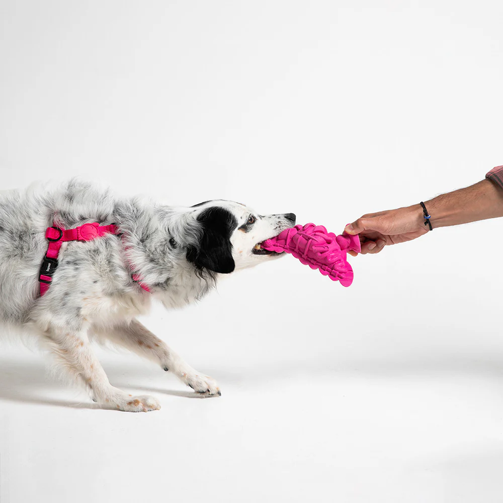 Fat Pigeon | Dog Toy - Image 5