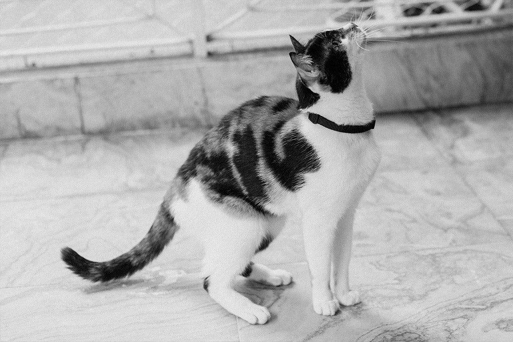 Gotham | Cat Collar - Image 4