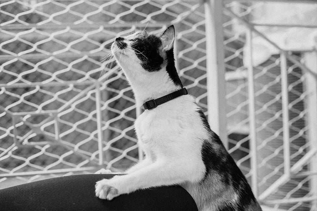 Gotham | Cat Collar - Image 5
