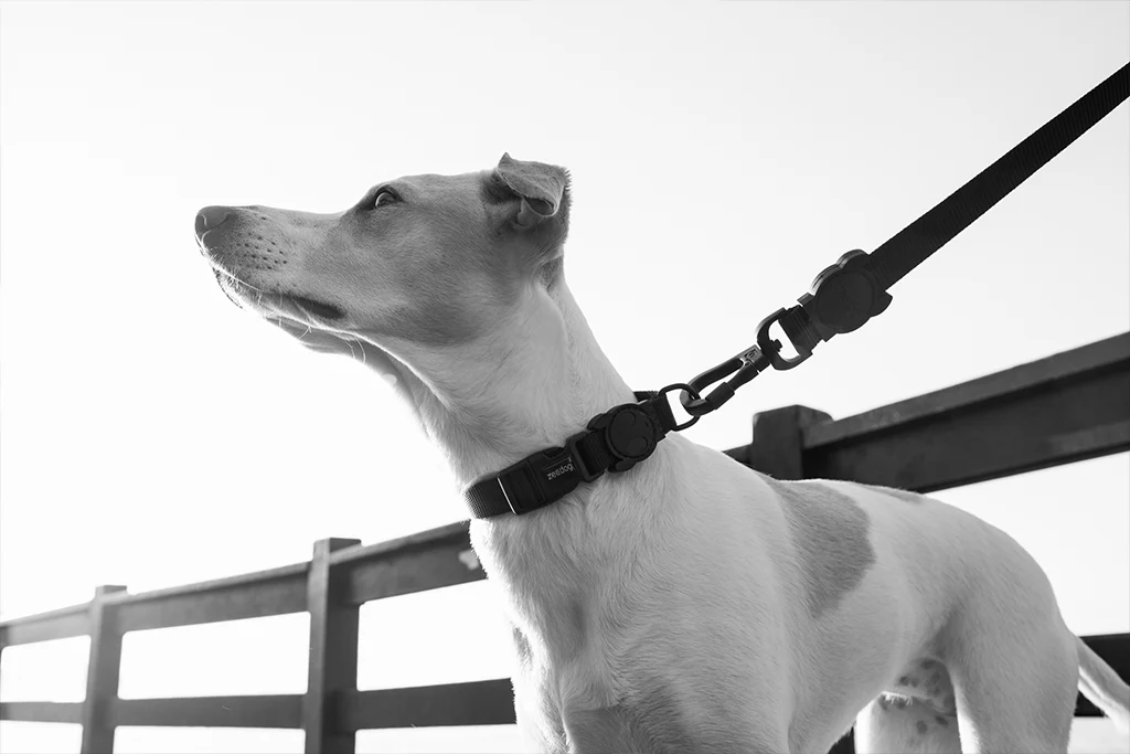 Gotham | Collar - Image 6
