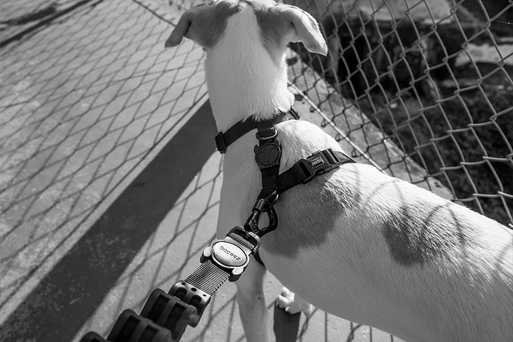 Gotham | H-Harness - Image 4