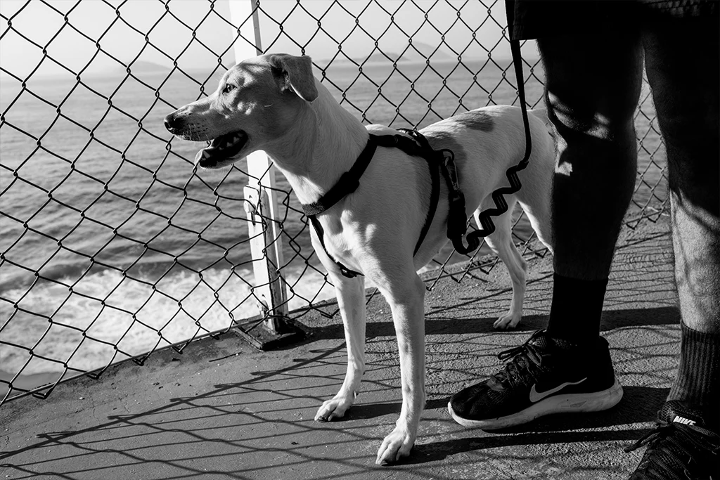 Gotham | H-Harness - Image 5