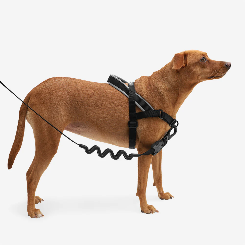 Gotham | SofterWalk Harness - Image 2