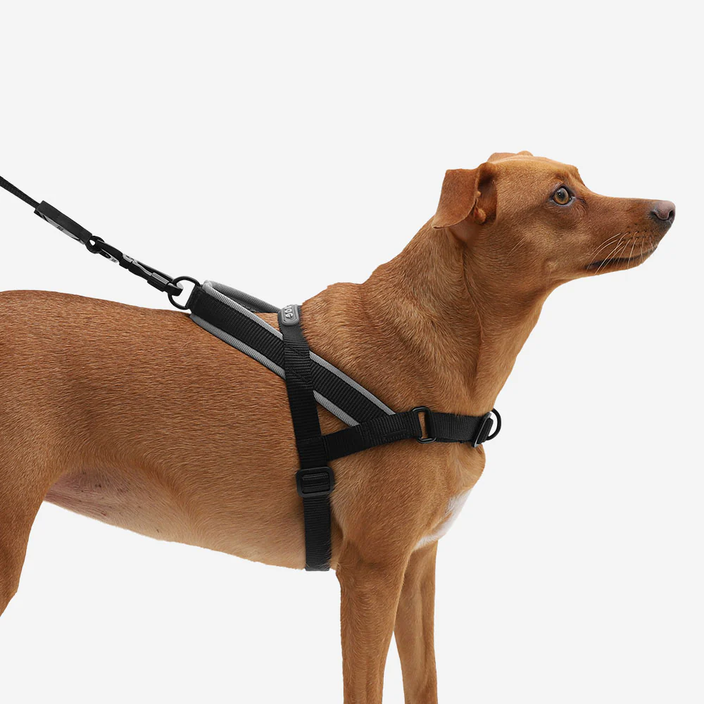 Gotham | SofterWalk Harness - Image 4