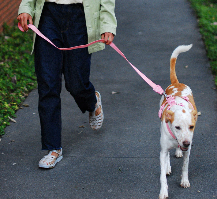 Melissa x Zee.Dog Pink Cameo | Collar - Image 5