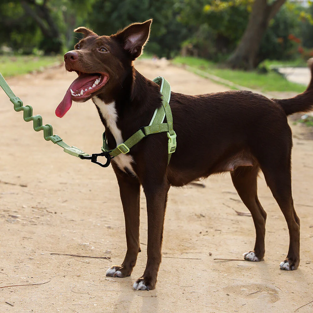 Moss | SofterWalk Harness - Image 2