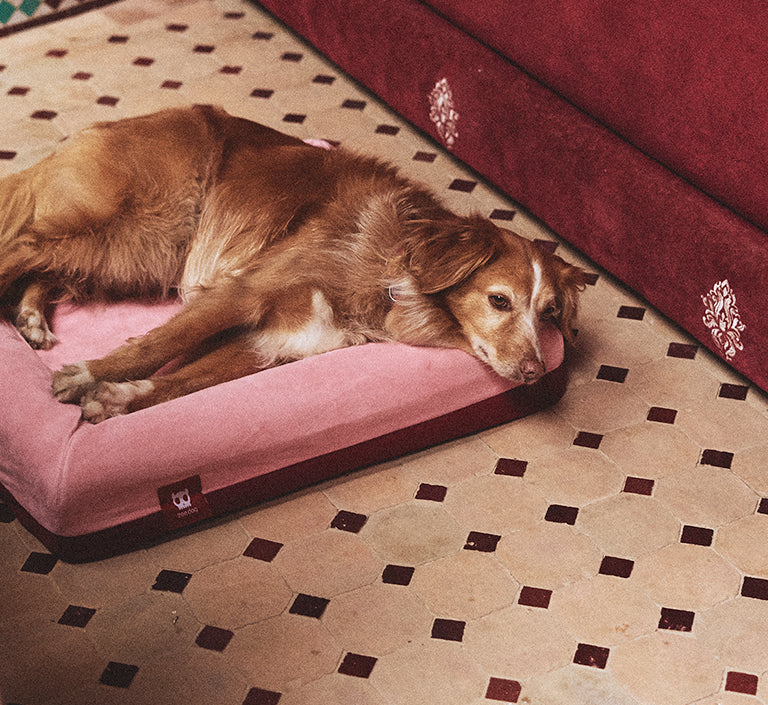 Najima | Zee.Bed - Image 11