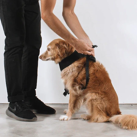 Pop Gang | Air Mesh Harness - Image 2