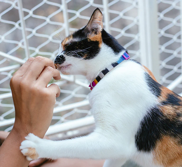 Prisma | Cat Collar - Image 5
