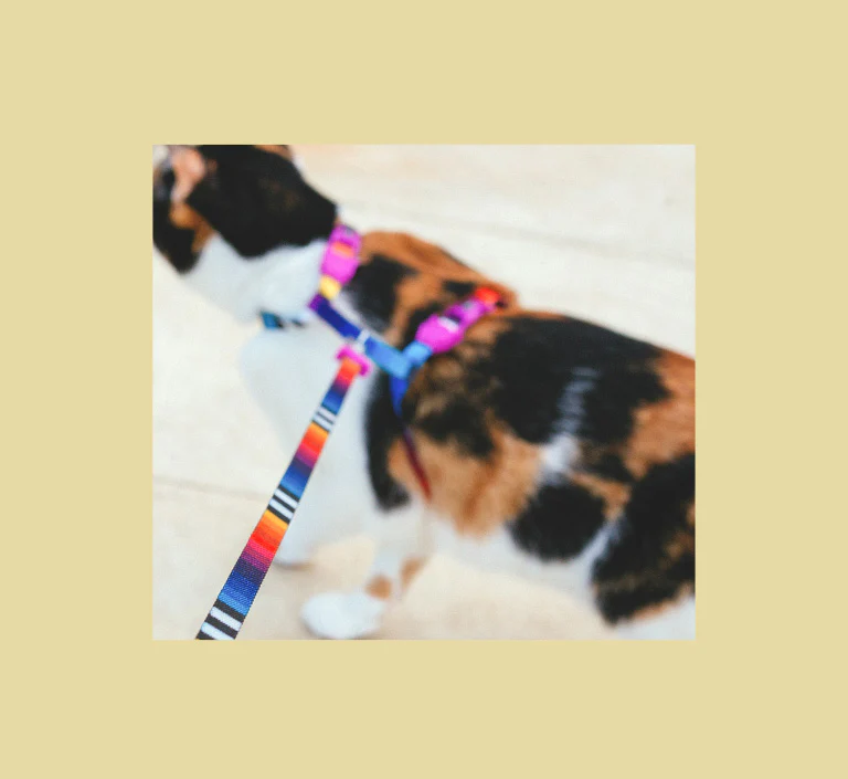 Prisma | Cat Collar - Image 7