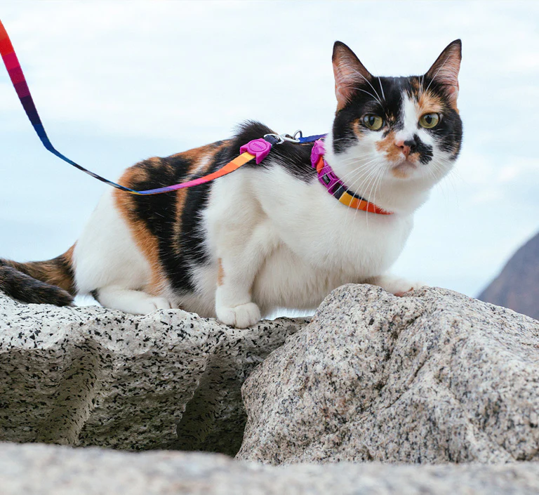 Prisma | Cat Collar - Image 9