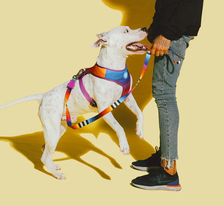 Prisma | Dog H Harness - Image 4