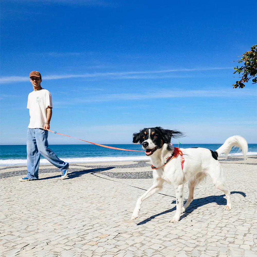 Rayo | Long Leash 2.0 - Image 2