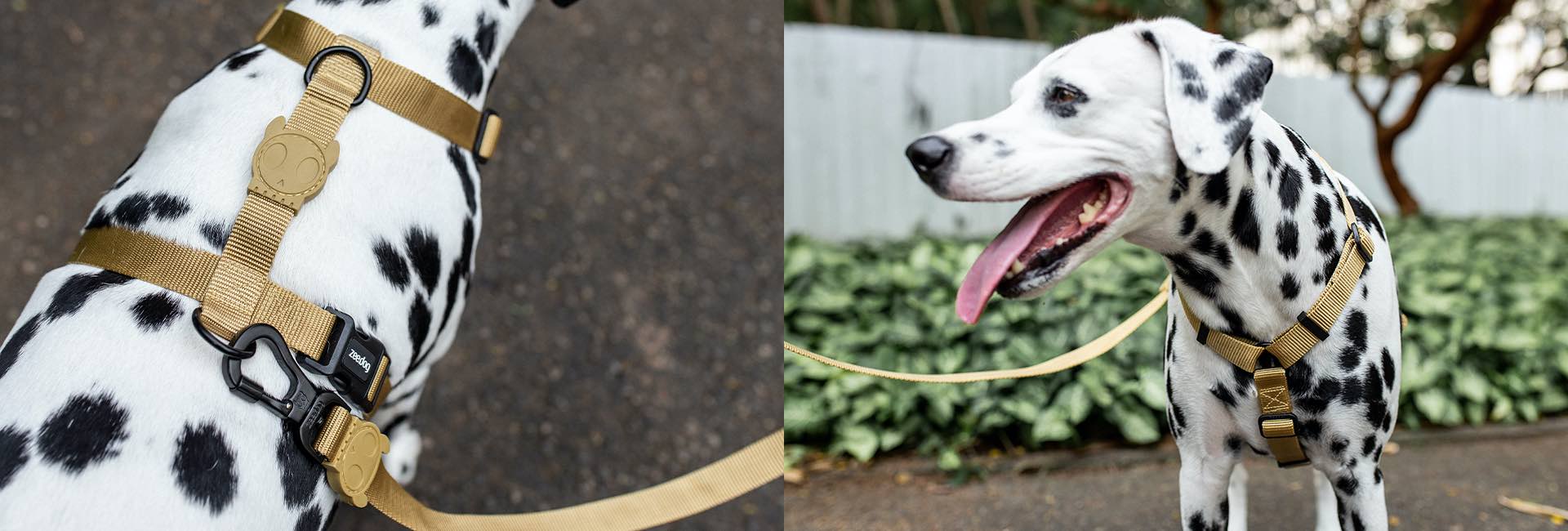 Sand | Leash - Image 7