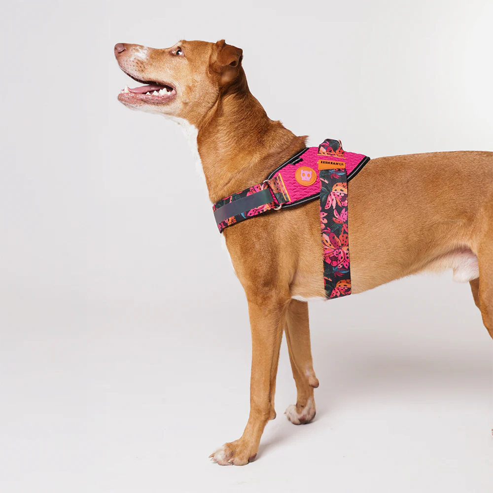 Selva | FlyHarness - Image 5