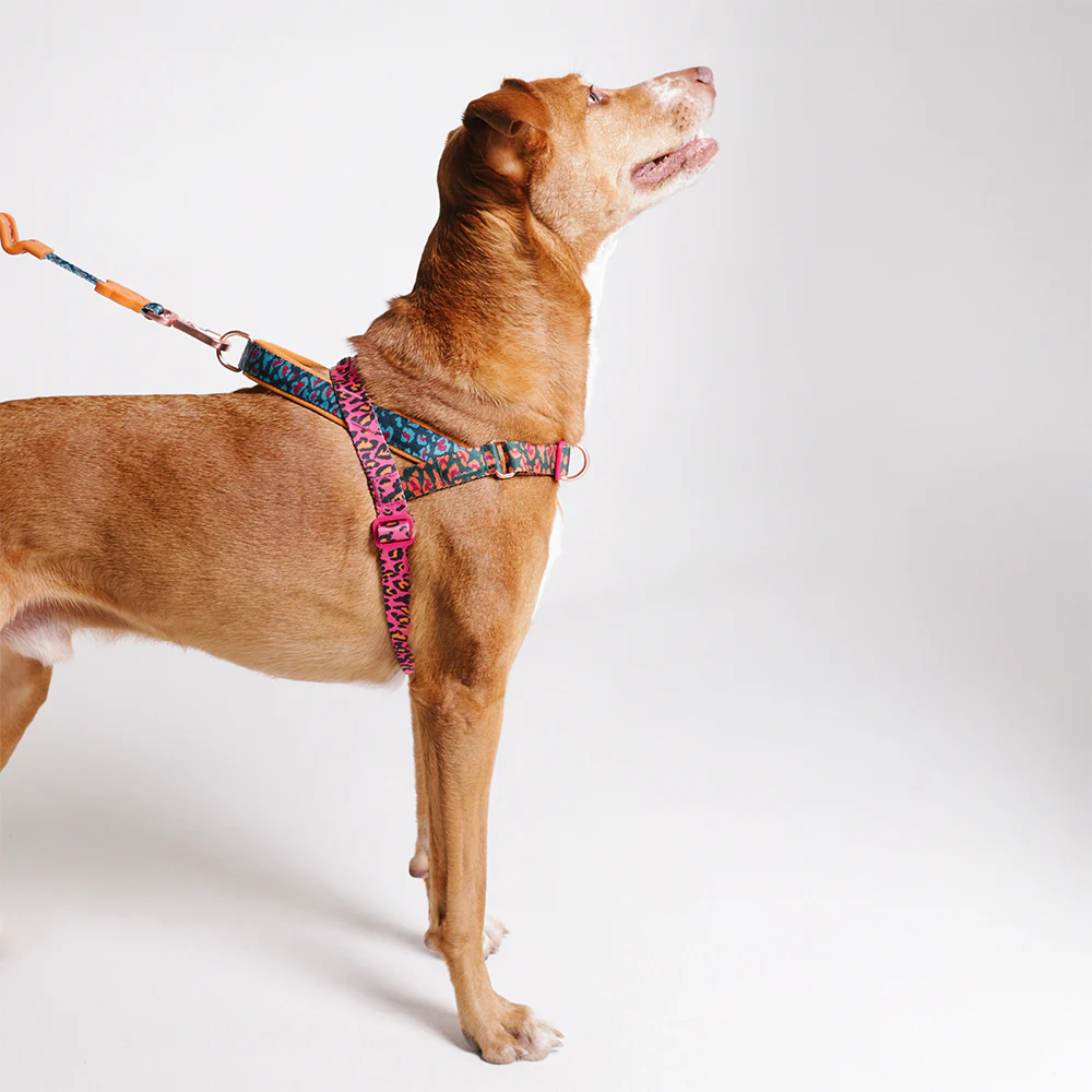 Selva | SofterWalk Harness - Image 4