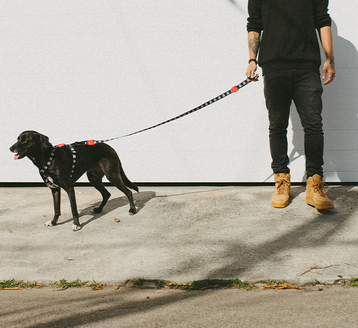 Skull 2.0 | Leash - Image 4