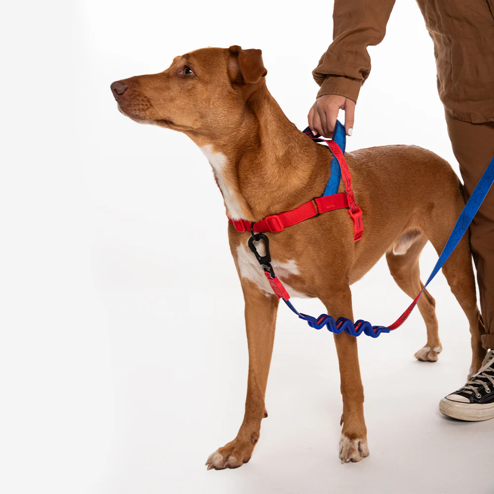 Spider-Man | SofterWalk Harness - Image 2