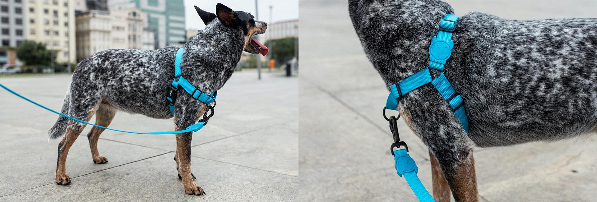 Ultimate Blue | Adjustable Air Mesh Harness - Image 11
