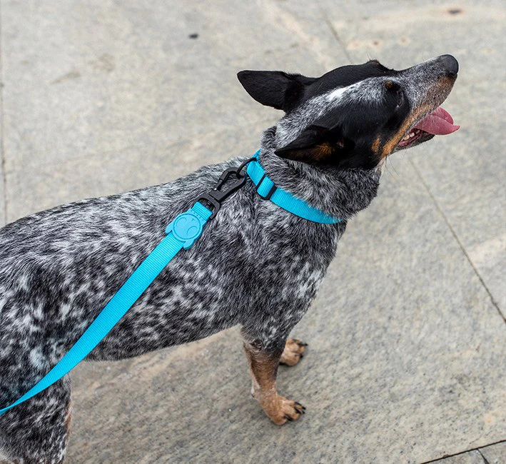 Ultimate Blue | Adjustable Air Mesh Harness - Image 4