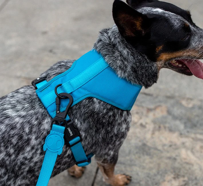 Ultimate Blue | H Harness - Image 3