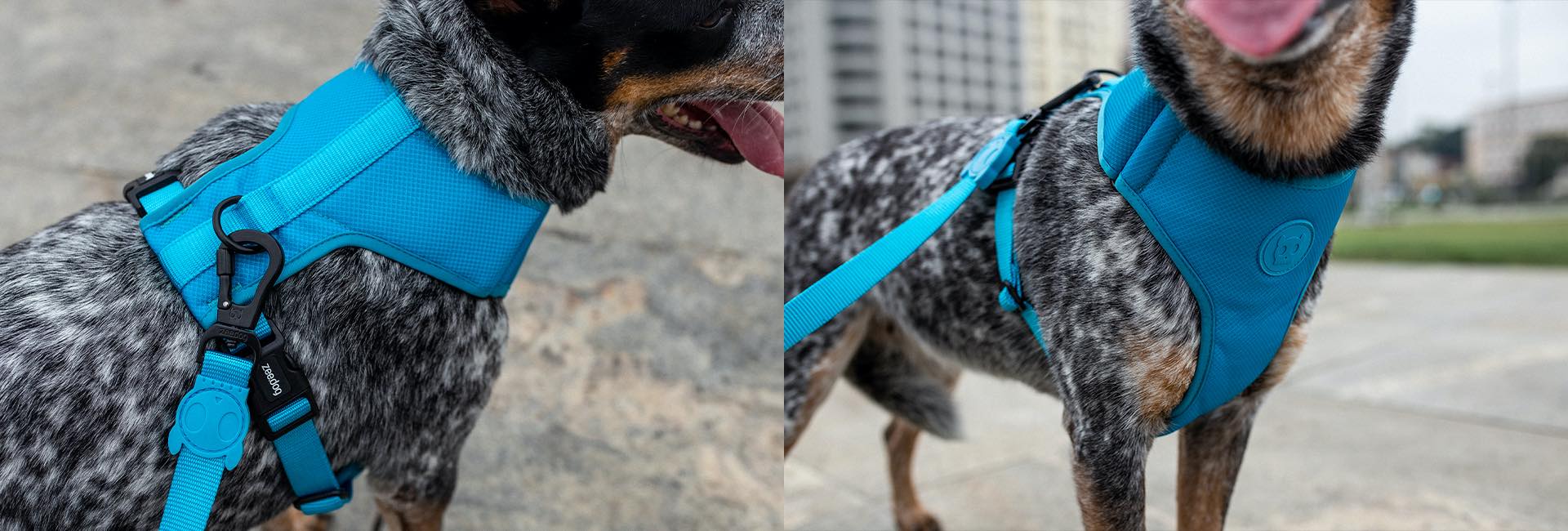 Ultimate Blue | H Harness - Image 8