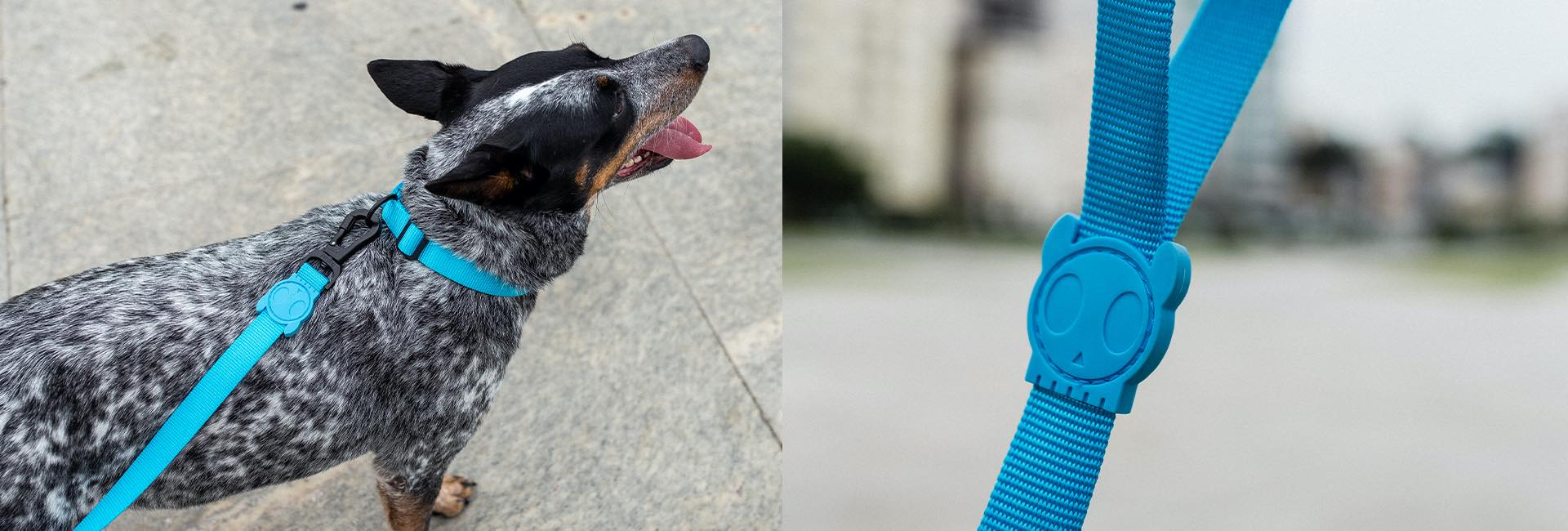 Ultimate Blue | Leash - Image 10