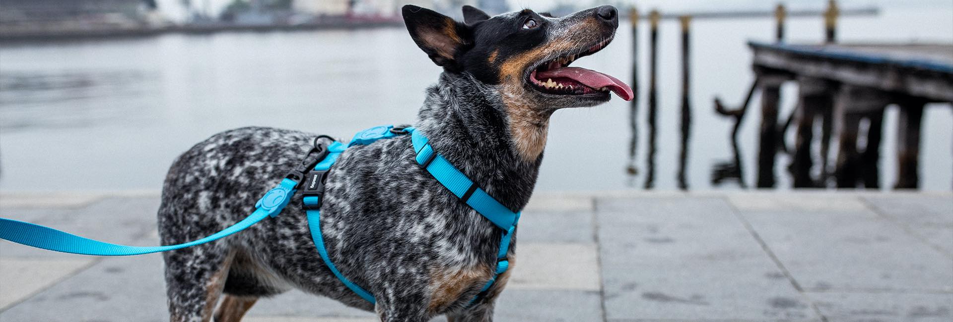 Ultimate Blue | Leash - Image 12