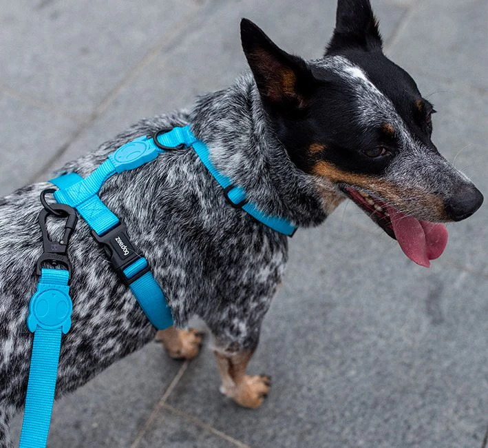 Ultimate Blue | Leash - Image 5