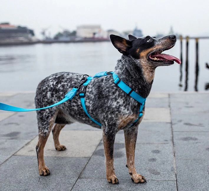 Ultimate Blue | Leash - Image 7