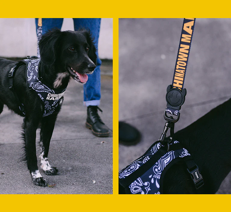 Zee.Dog x Chinatown Market Black | Collar - Image 10